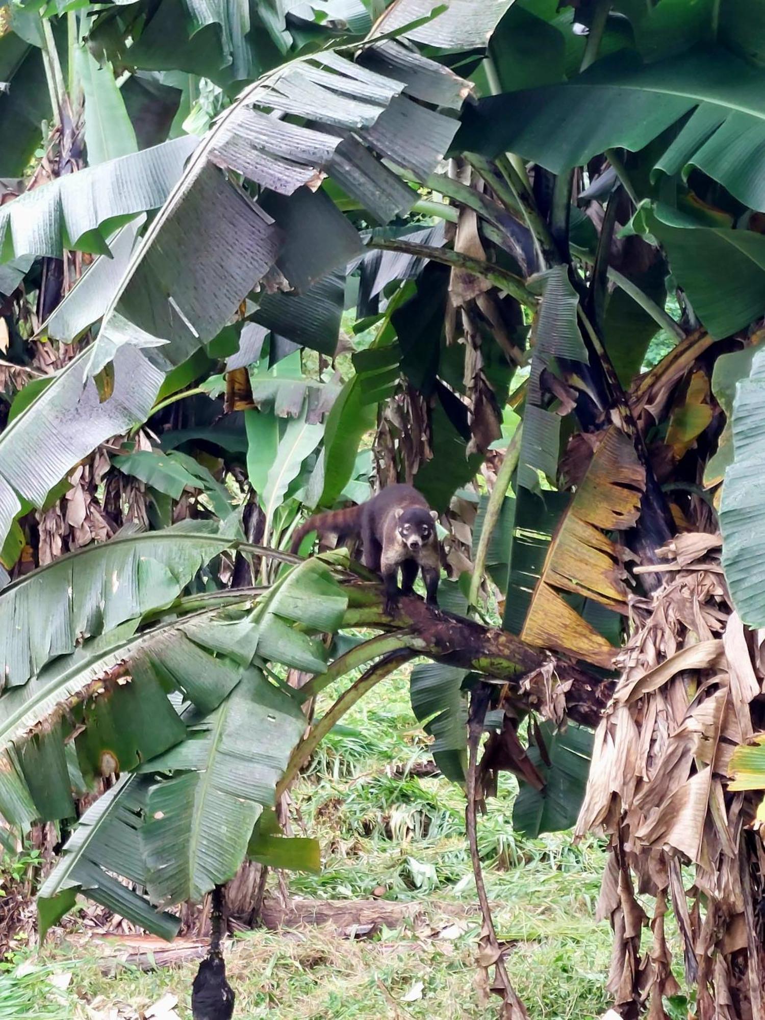 La Fortuna Rustico Villa Arenal المظهر الخارجي الصورة